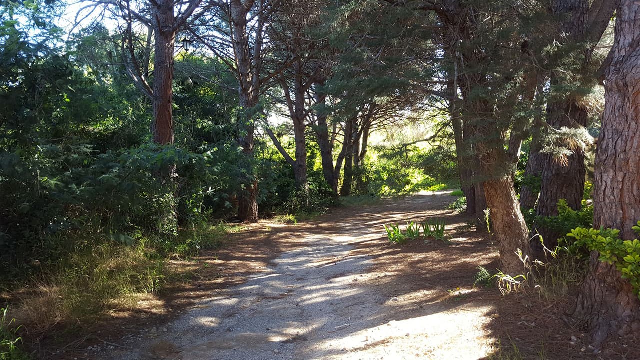 Le parc du domaine : chemins, pinède, clairières et logements sous les arbres — 1