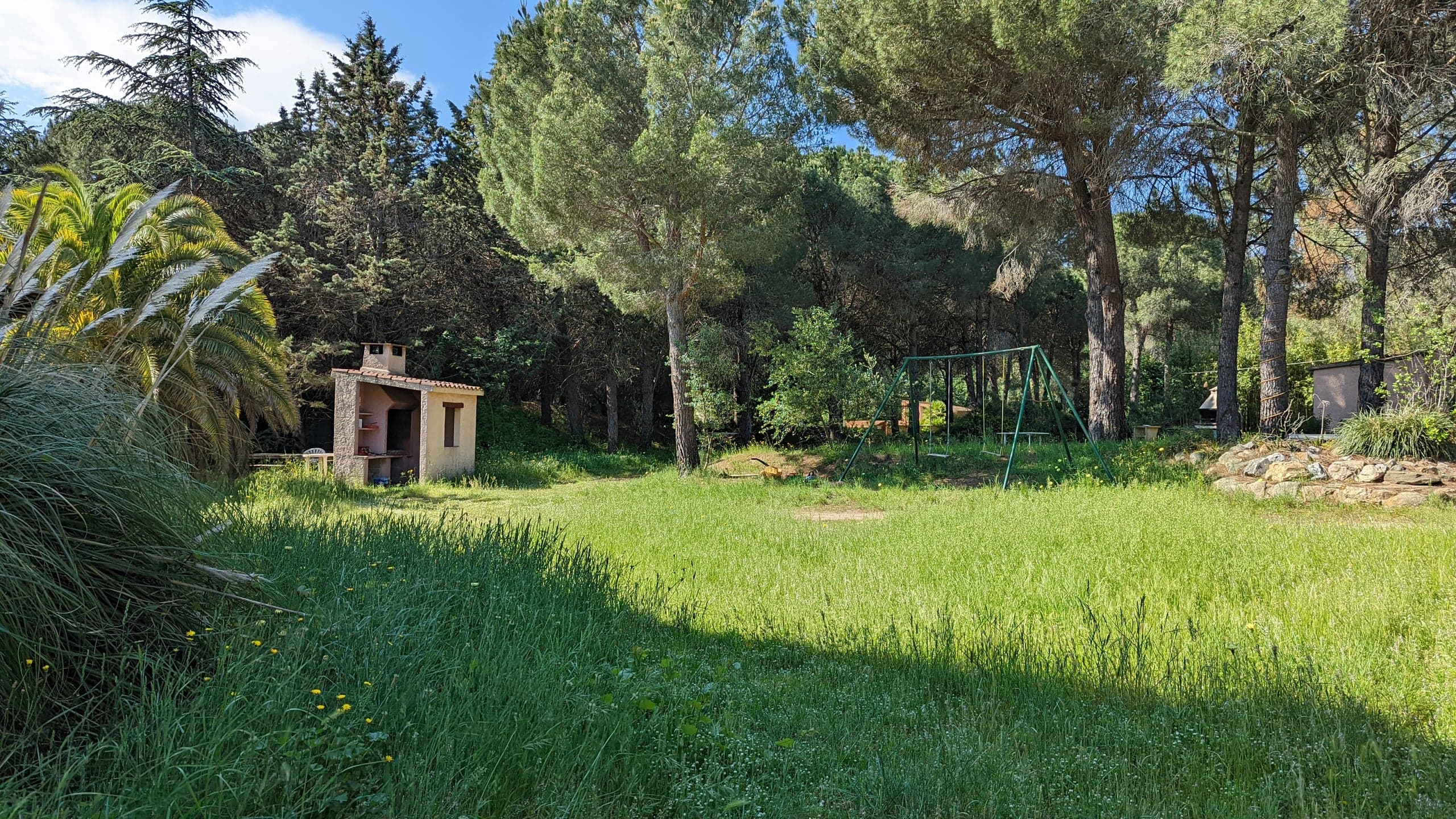 Prairie ouverte sous les pins, balançoire au fond